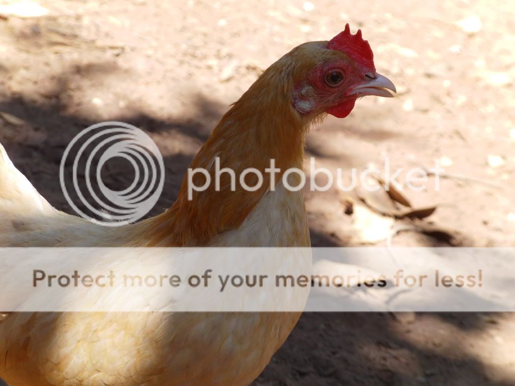 FILE0783-1.jpg