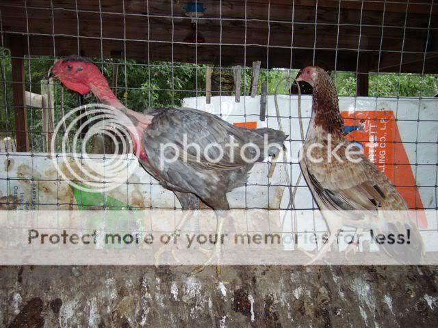 morechickensaugust006.jpg
