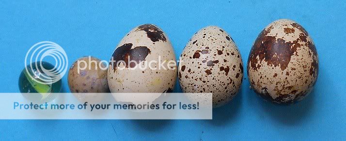 quaileggs2.jpg