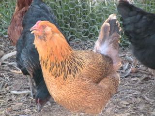 fruitandfarm007.jpg