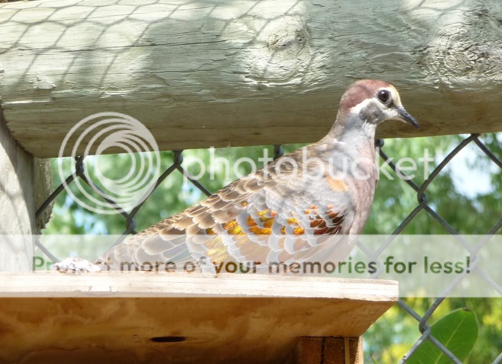1bronzewing.jpg