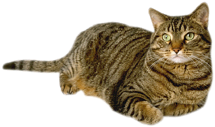 Tabbys-tabby-cats-2.gif