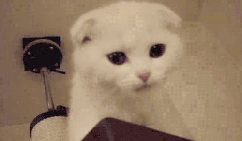 tumblr_limsr2pRdy1qaurvw.gif