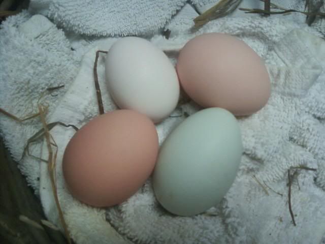 eggs.jpg