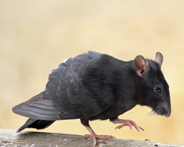 pigeon_rat_by_klappscheinwerfer-d68ukbh.jpg