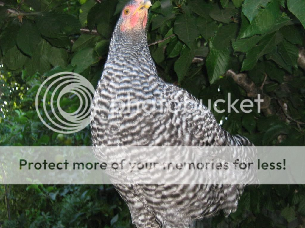 ChickensJuly21th2010080.jpg