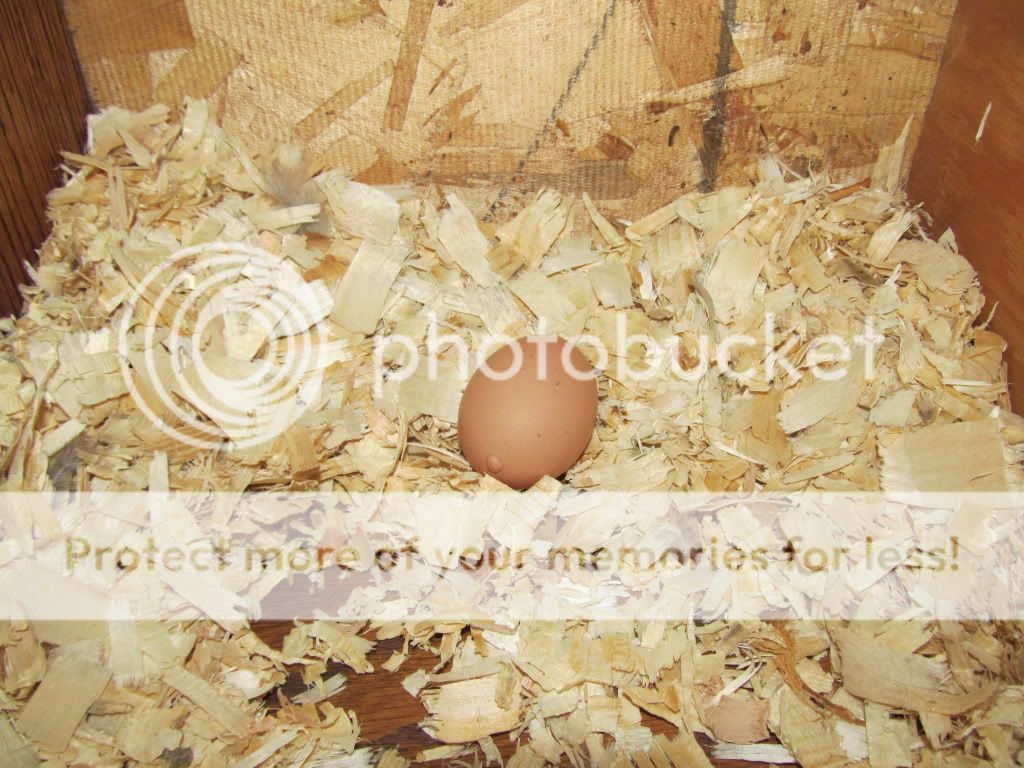 firstegg002.jpg