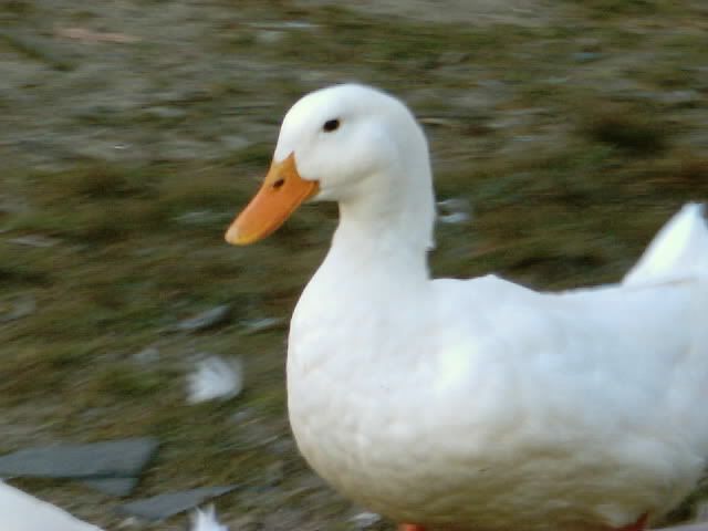 Picture005.jpg