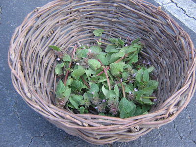 dead-nettle+002.JPG