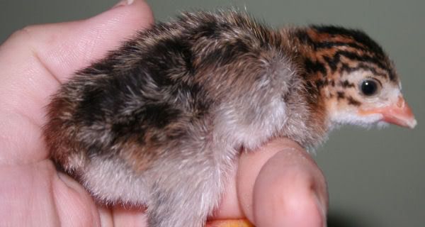 keets3.jpg
