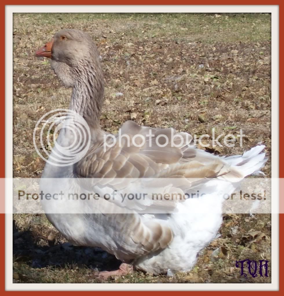 BuffHen.jpg