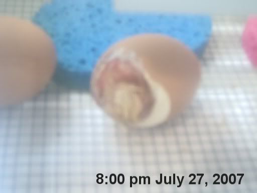 hatchingchicks0221.jpg