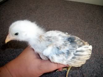 BantamChick2e.jpg
