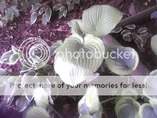 0604101555a1.jpg