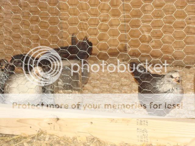 chicks432011011.jpg