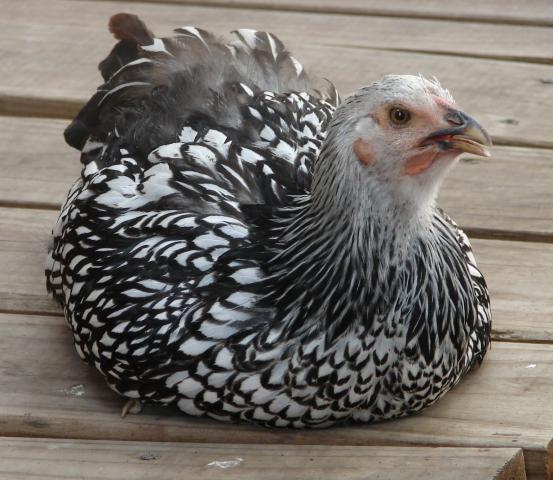 84619_our_chickens_004.jpg