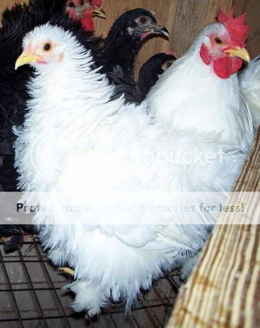 cwhitehen.jpg