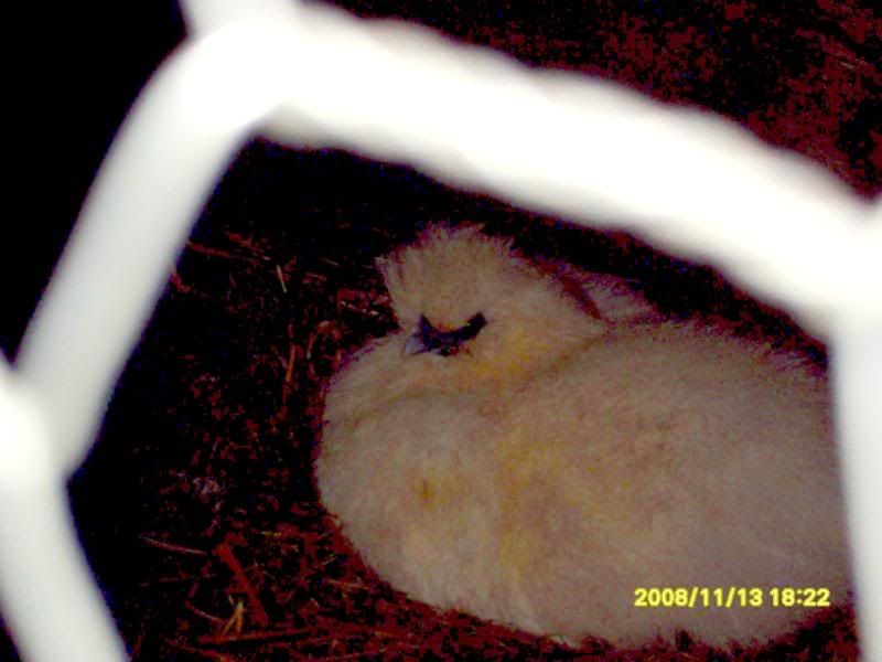 SDC10400.jpg