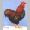 rooster.jpg