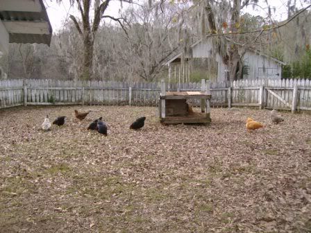 chickenrun.jpg