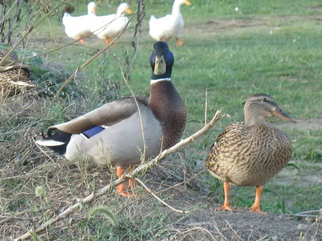 dumpchickens280.jpg