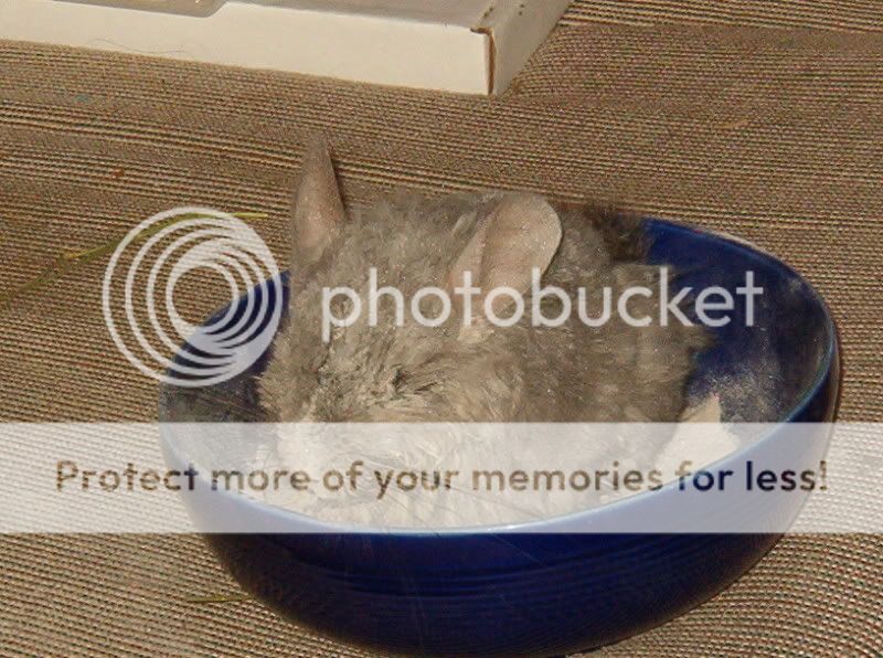 IM002029.jpg