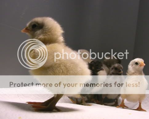junechicks8.jpg