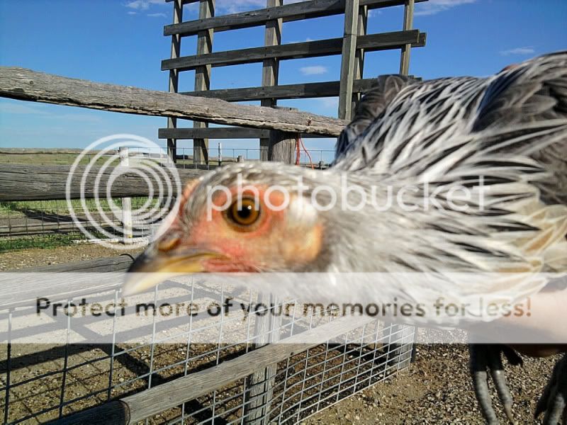 phoenix2.jpg
