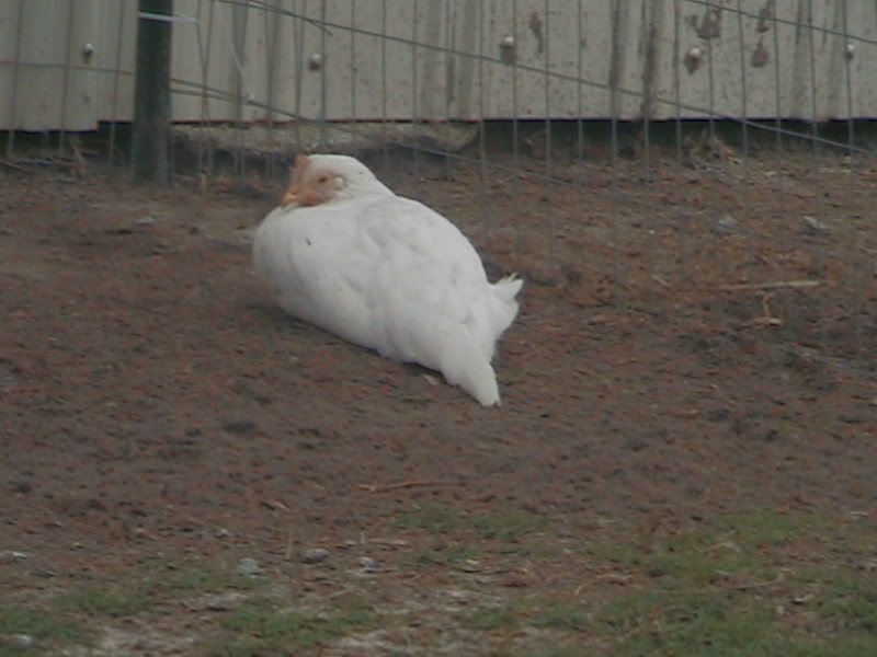 chicken040.jpg