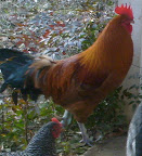 S6305040.JPG