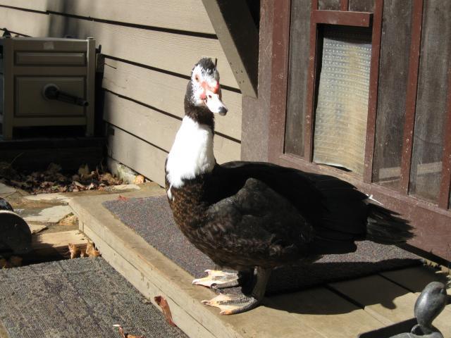 900x900px-LL-af77f95d_42327_october_8th_2011_013.jpeg