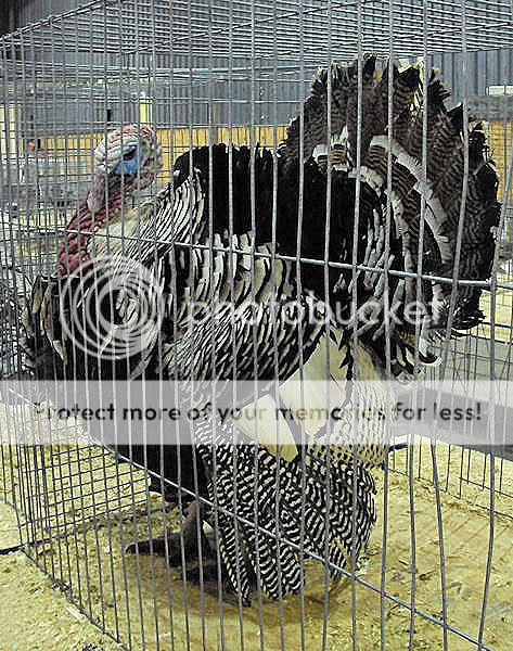 TurkeyTom.jpg