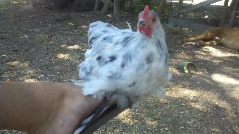 2011-07-31_13-38-20_181.jpg