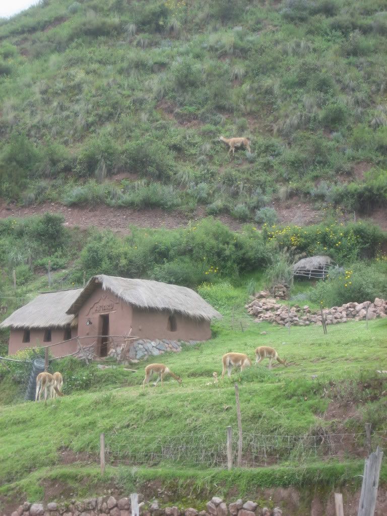 vicuna3.jpg