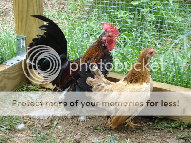 pets046.jpg