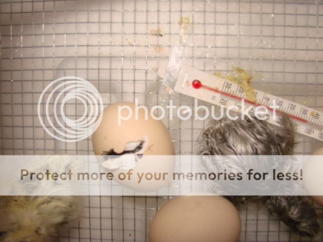 DSC04306.jpg