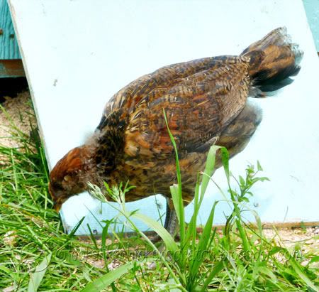 727chicks1sm.jpg