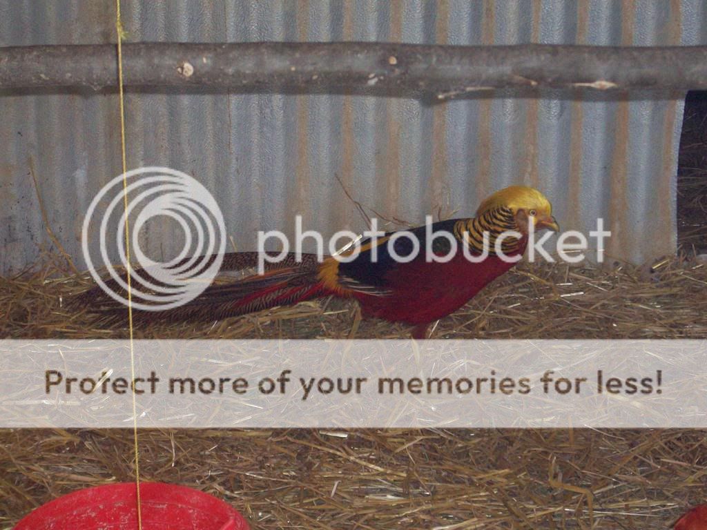 Chickens045.jpg