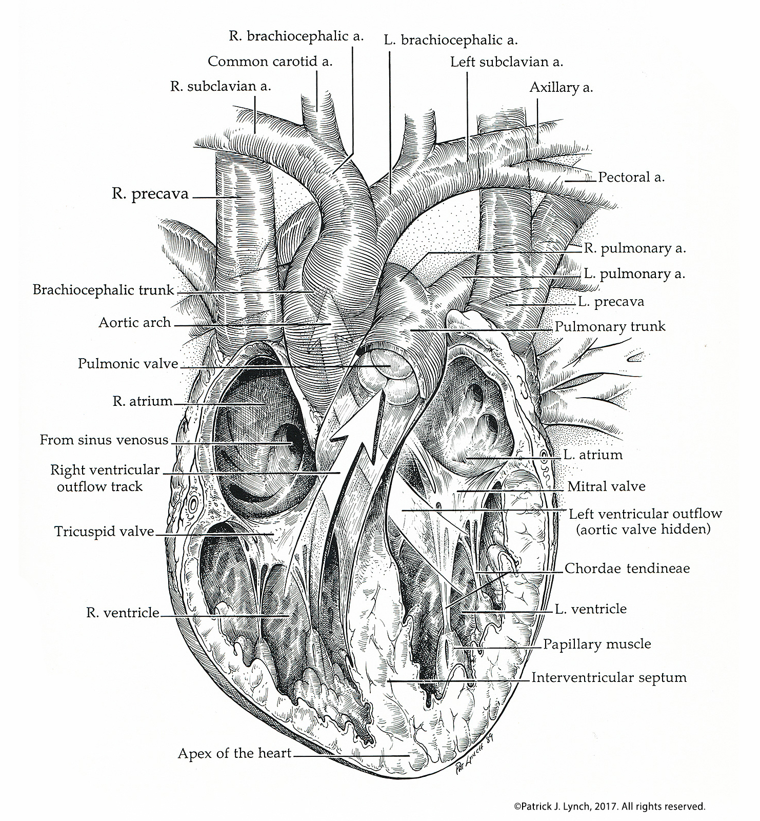 avian-heart-cropped3.jpg