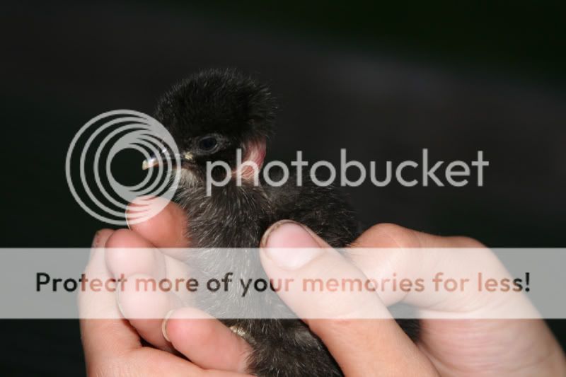 frizzlechick2.jpg