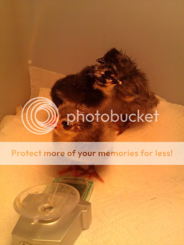 chick3.jpg