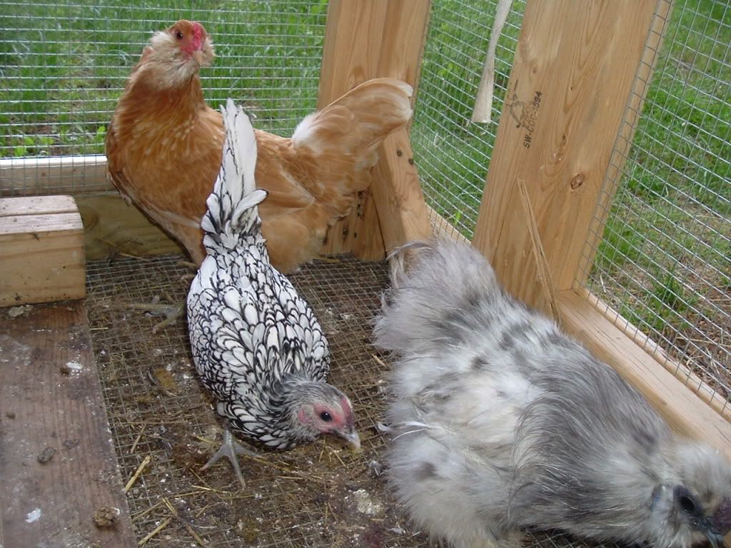 mychickens439.jpg