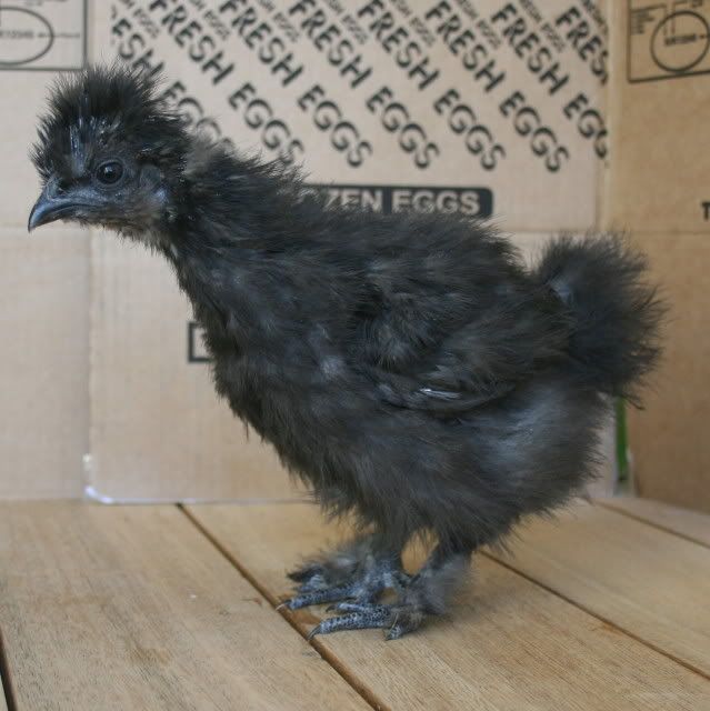 chick2.jpg