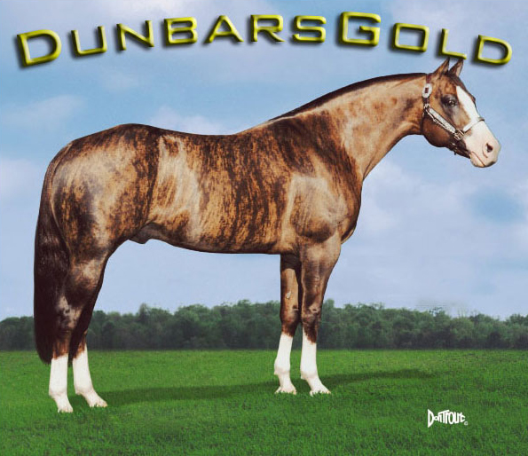 dunbars_gold_chimera_brindle.jpg
