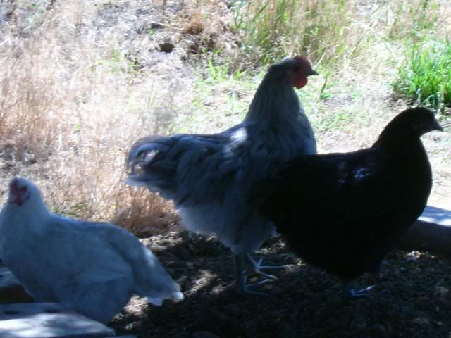 whiteorps009.jpg