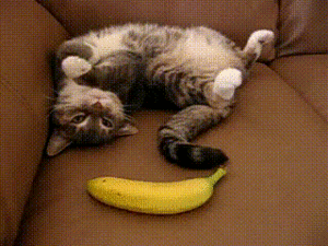 cat-with-banana.gif