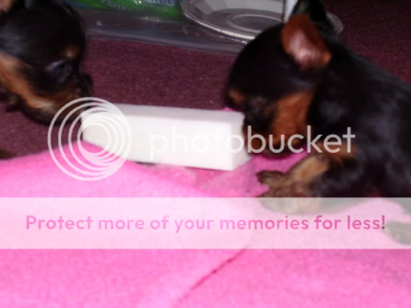 Puppies013.jpg
