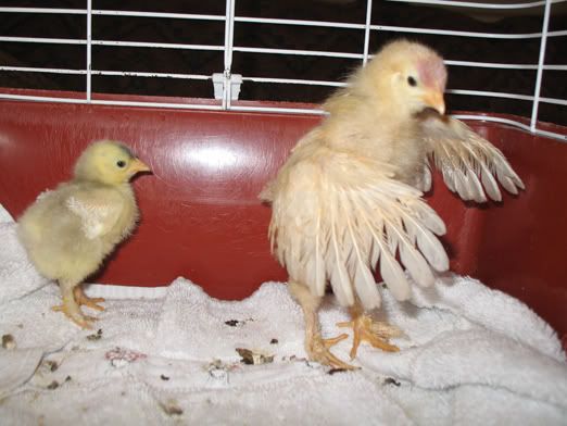 chicks002.jpg