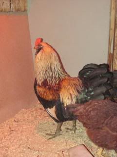IMG_0168.jpg
