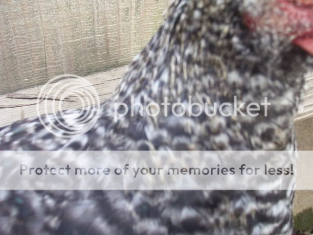 100_2799.jpg